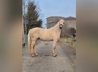 Duitse rijpony, Ruin, 5 Jaar, 155 cm, Palomino