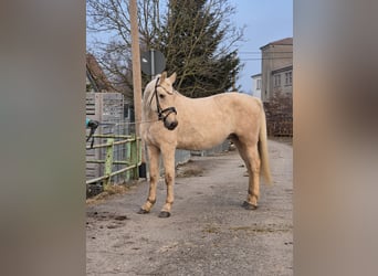 Duitse rijpony, Ruin, 5 Jaar, 155 cm, Palomino