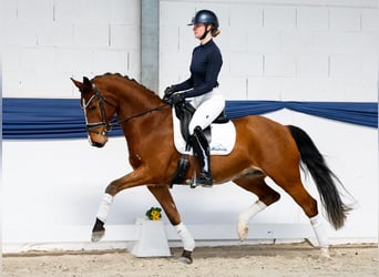 Duitse rijpony, Ruin, 5 Jaar, 156 cm, Bruin