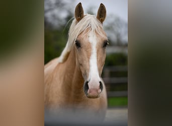 Duitse rijpony, Ruin, 5 Jaar, 162 cm, Palomino