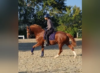 Duitse rijpony, Ruin, 5 Jaar