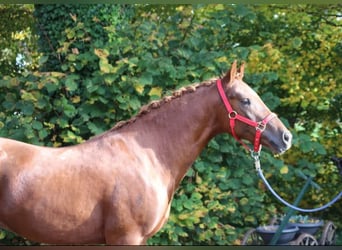 Duitse rijpony, Ruin, 5 Jaar