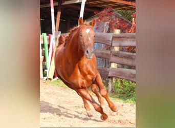 Duitse rijpony, Ruin, 5 Jaar