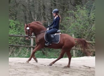 Duitse rijpony, Ruin, 5 Jaar