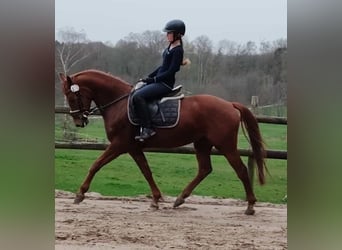 Duitse rijpony, Ruin, 5 Jaar