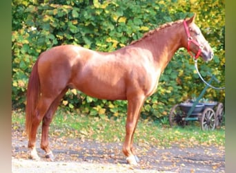 Duitse rijpony, Ruin, 5 Jaar