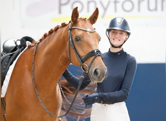 Duitse rijpony, Ruin, 5 Jaar, Vos