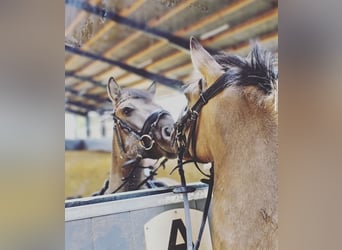 Duitse rijpony Mix, Ruin, 6 Jaar, 132 cm, Falbe