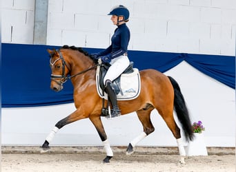 Duitse rijpony, Ruin, 6 Jaar, 135 cm, Bruin