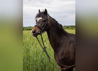 Duitse rijpony Mix, Ruin, 6 Jaar, 135 cm, Donkerbruin
