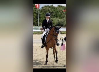 Duitse rijpony, Ruin, 6 Jaar, 137 cm, Bruin