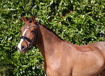 Duitse rijpony, Ruin, 6 Jaar, 139 cm, Bruin