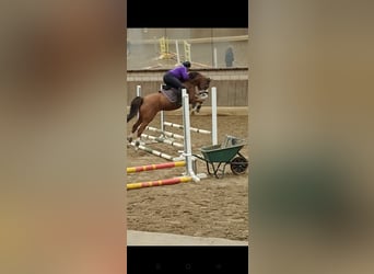 Duitse rijpony, Ruin, 6 Jaar, 142 cm, Donkere-vos