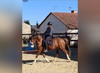 Duitse rijpony, Ruin, 6 Jaar, 142 cm, Donkere-vos