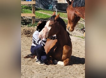 Duitse rijpony, Ruin, 6 Jaar, 142 cm, Donkere-vos
