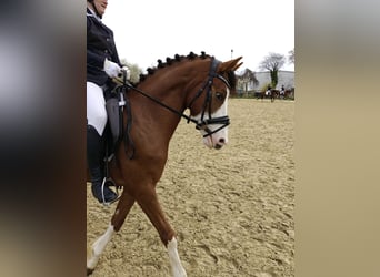 Duitse rijpony, Ruin, 6 Jaar, 142 cm, Donkere-vos
