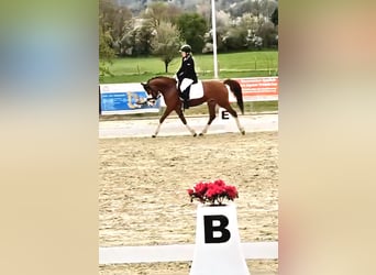Duitse rijpony, Ruin, 6 Jaar, 142 cm, Donkere-vos