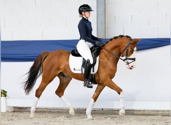 Duitse rijpony, Ruin, 6 Jaar, 142 cm, Falbe