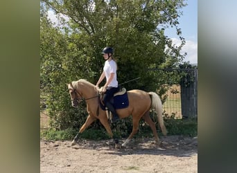 Duitse rijpony Mix, Ruin, 6 Jaar, 142 cm, Palomino