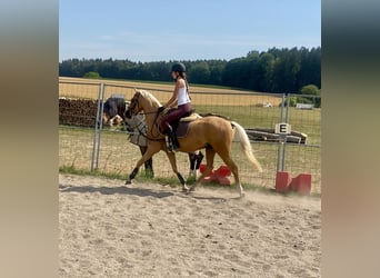 Duitse rijpony Mix, Ruin, 6 Jaar, 142 cm, Palomino
