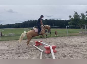 Duitse rijpony Mix, Ruin, 6 Jaar, 142 cm, Palomino
