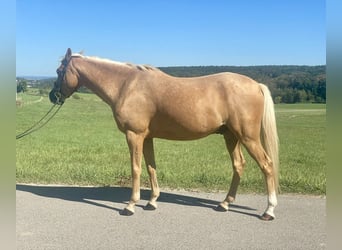 Duitse rijpony Mix, Ruin, 6 Jaar, 142 cm, Palomino