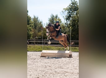 Duitse rijpony, Ruin, 6 Jaar, 144 cm, Donkere-vos