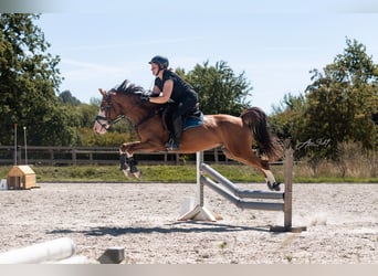 Duitse rijpony, Ruin, 6 Jaar, 144 cm, Donkere-vos