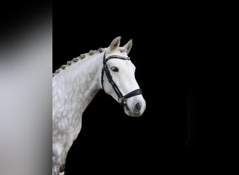 Duitse rijpony, Ruin, 6 Jaar, 145 cm, Appelschimmel