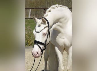 Duitse rijpony, Ruin, 6 Jaar, 145 cm, Cremello