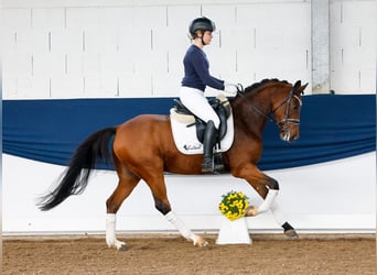 Duitse rijpony, Ruin, 6 Jaar, 146 cm, Bruin