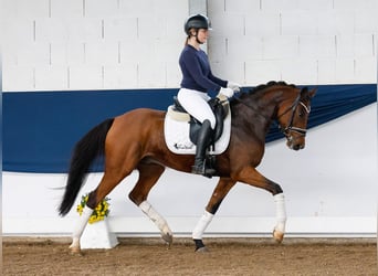 Duitse rijpony, Ruin, 6 Jaar, 146 cm, Bruin