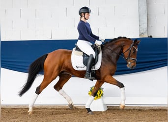 Duitse rijpony, Ruin, 6 Jaar, 146 cm, Bruin