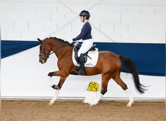 Duitse rijpony, Ruin, 6 Jaar, 146 cm, Bruin