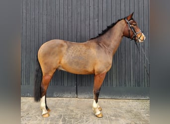 Duitse rijpony, Ruin, 6 Jaar, 146 cm, Bruin