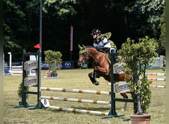 Duitse rijpony, Ruin, 6 Jaar, 146 cm, Bruin