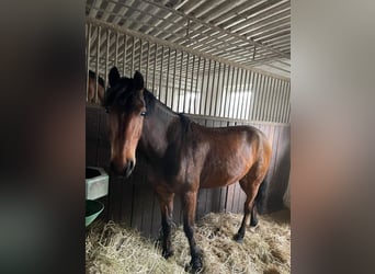Duitse rijpony, Ruin, 6 Jaar, 146 cm, Bruin