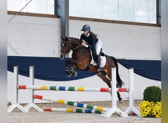 Duitse rijpony, Ruin, 6 Jaar, 147 cm, Bruin