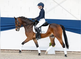Duitse rijpony, Ruin, 6 Jaar, 147 cm, Bruin