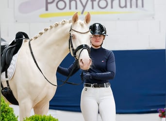 Duitse rijpony, Ruin, 6 Jaar, 147 cm, Cremello