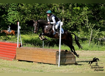 Duitse rijpony, Ruin, 6 Jaar, 147 cm, Donkerbruin