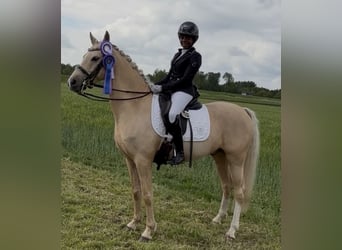 Duitse rijpony, Ruin, 6 Jaar, 147 cm, Palomino