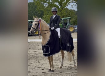 Duitse rijpony, Ruin, 6 Jaar, 147 cm, Palomino