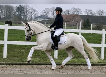 Duitse rijpony, Ruin, 6 Jaar, 147 cm, Palomino