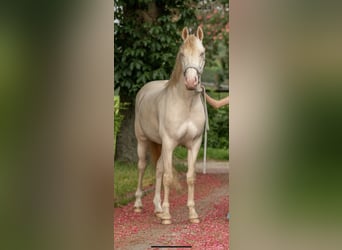 Duitse rijpony, Ruin, 6 Jaar, 147 cm, Perlino