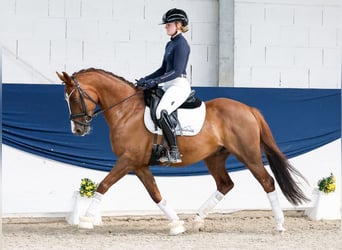 Duitse rijpony, Ruin, 6 Jaar, 147 cm, Vos