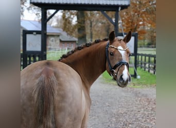 Duitse rijpony, Ruin, 6 Jaar, 147 cm, Vos