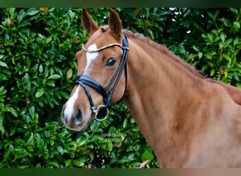 Duitse rijpony, Ruin, 6 Jaar, 147 cm, Vos