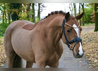 Duitse rijpony, Ruin, 6 Jaar, 147 cm, Vos