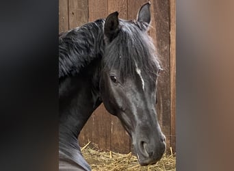 Duitse rijpony, Ruin, 6 Jaar, 147 cm, Zwart